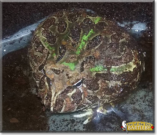 Bartleby the Argentine Horned Frog, the Pet of the Day
