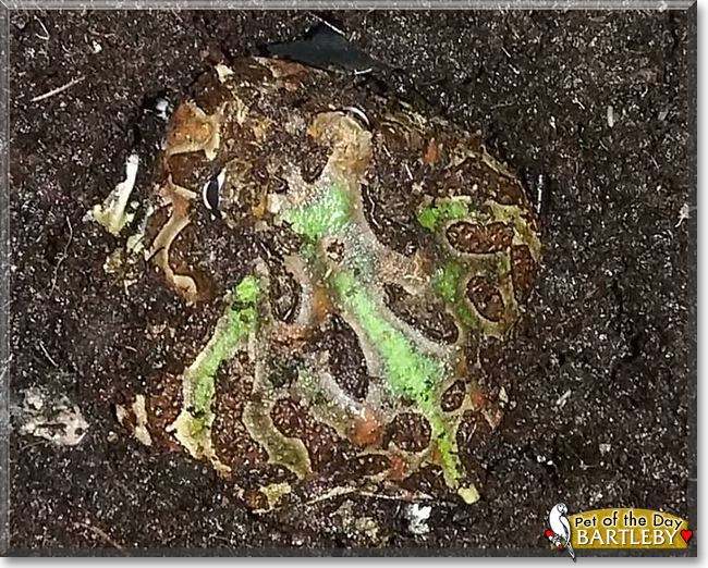 Bartleby the Argentine Horned Frog, the Pet of the Day