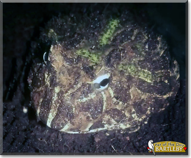 Bartleby the Argentine Horned Frog, the Pet of the Day
