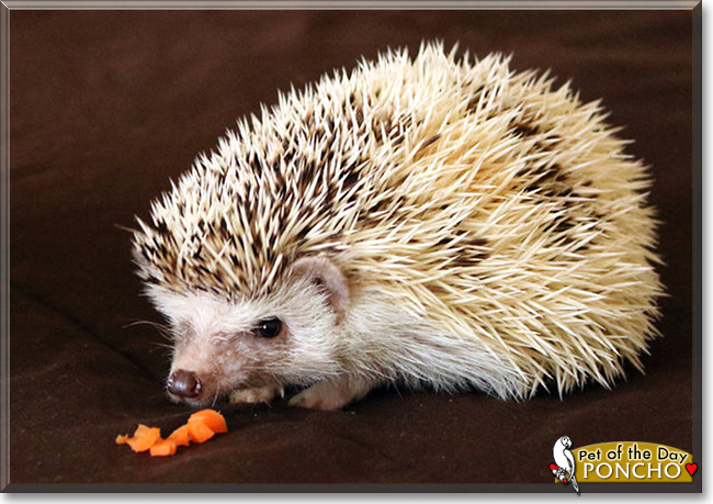 Poncho the African Pygmy Hedgehog, the Pet of the Day