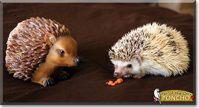 Poncho the African Pygmy Hedgehog, the Pet of the Day