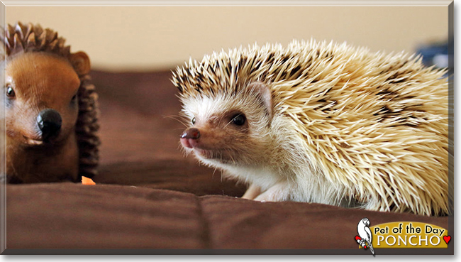 Poncho the African Pygmy Hedgehog, the Pet of the Day