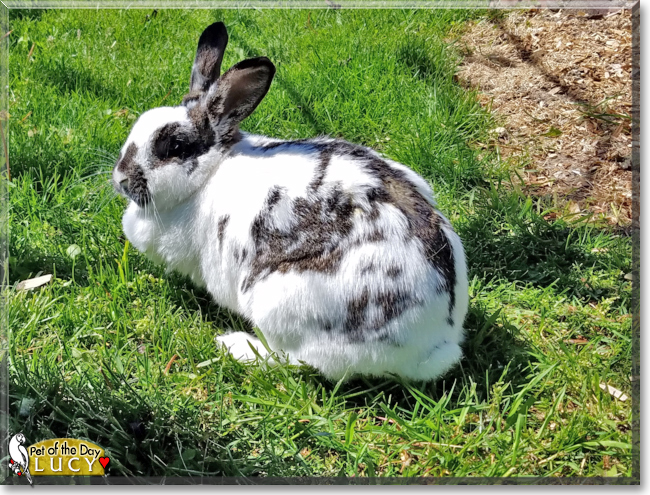 Lucy the Rabbit, the Pet of the Day Lucy the Rabbit, the Pet of the Day