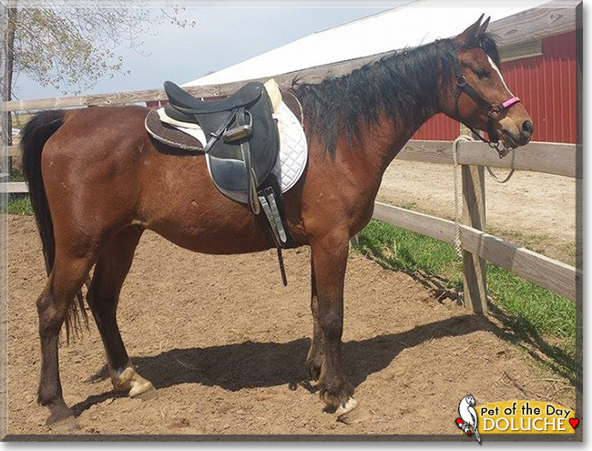 Doluche the Arabian Horse, the Pet of the Day Doluche the Arabian Horse, the Pet of the Day