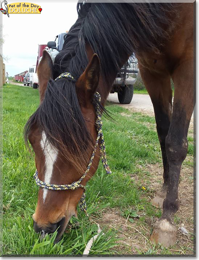 Doluche the Arabian Horse, the Pet of the Day