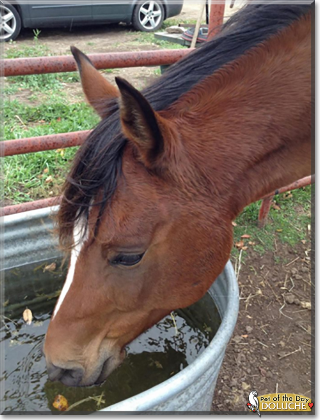 Doluche the Arabian Horse, the Pet of the Day