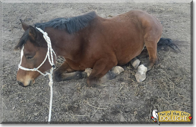 Doluche the Arabian Horse, the Pet of the Day