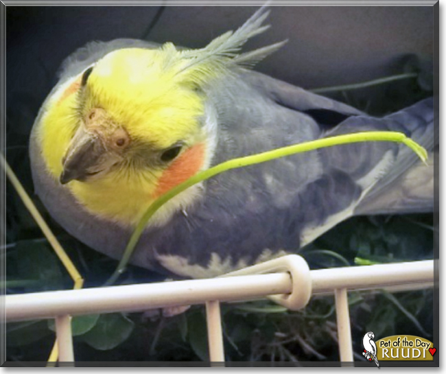 Ruudi the Cockatiel, the Pet of the Day