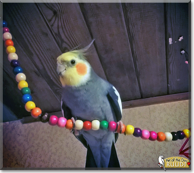 Ruudi the Cockatiel, the Pet of the Day