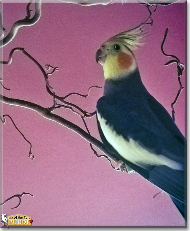 Ruudi the Cockatiel, the Pet of the Day