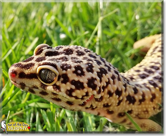 Murphy the Leopard Gecko, the Pet of the Day