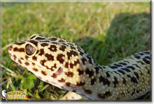 Murphy the Leopard Gecko, the Pet of the Day