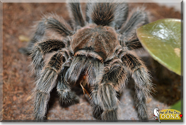 Oona the Rose Haired Tarantula, the Pet of the Day Oona the Rose Haired Tarantula, the Pet of the Day