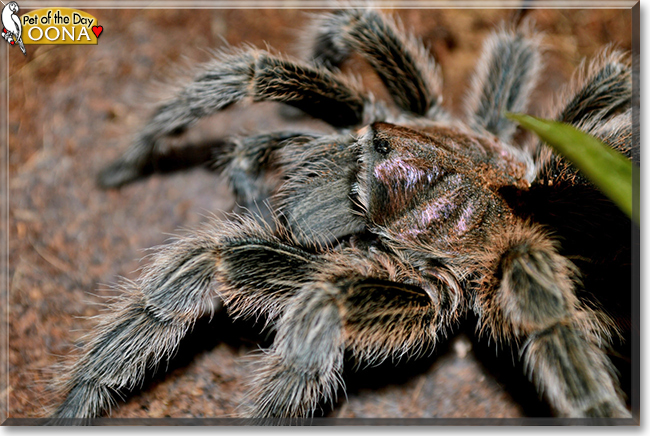 Oona the Rose Haired Tarantula, the Pet of the Day