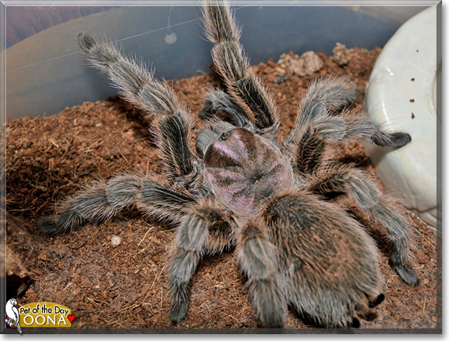 Oona the Rose Haired Tarantula, the Pet of the Day