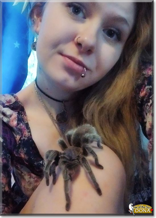 Oona the Rose Haired Tarantula, the Pet of the Day