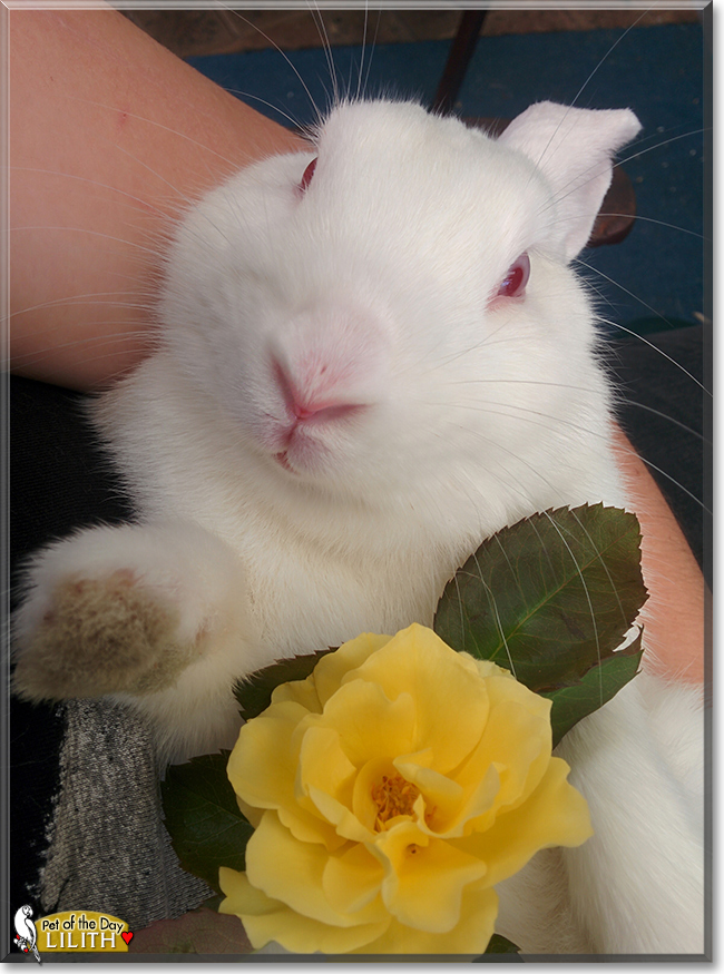 Lilith the New Zealand White Rabbit, the Pet of the Day Lilith the New Zealand White Rabbit, the Pet of the Day