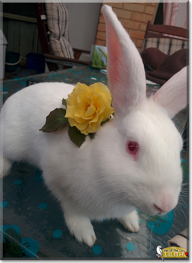Lilith the New Zealand White Rabbit, the Pet of the Day