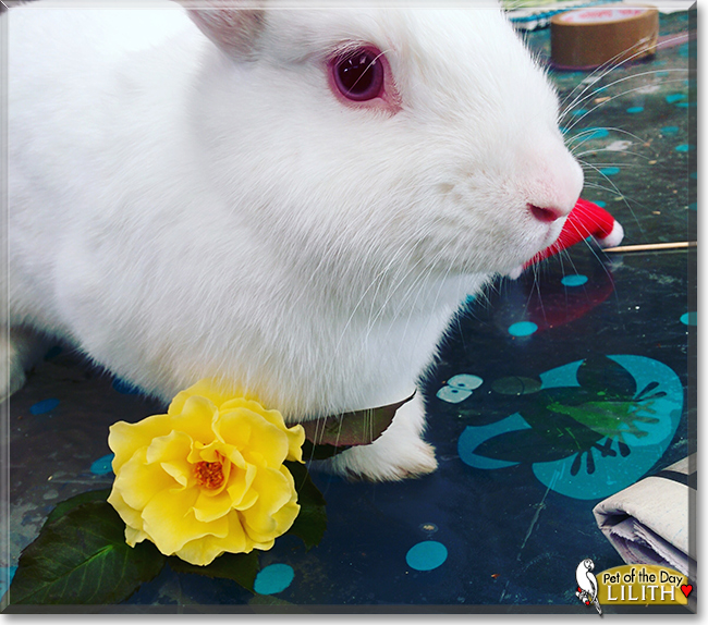 Lilith the New Zealand White Rabbit, the Pet of the Day