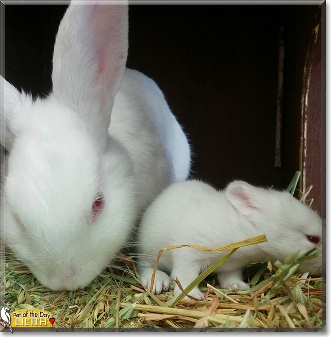 Lilith the New Zealand White Rabbit, the Pet of the Day