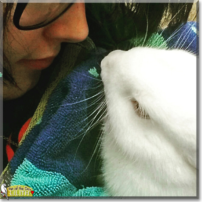 Lilith the New Zealand White Rabbit, the Pet of the Day