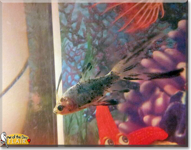 Flair the Fish, the Pet of the Day Flair the Fish, the Pet of the Day