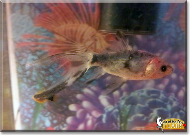 Flair the Fish, the Pet of the Day