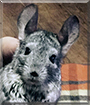 Pip the Chinchilla