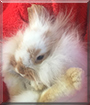 Taffy the Lop Lionhead Rabbit