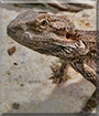 Happy the Bearded Dragon