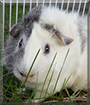 Loki the Guinea Pig