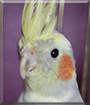 Ash the Cockatiel