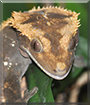 Marnie the Crested Gecko