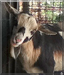 Cedar the Nigerian Dwarf Goat