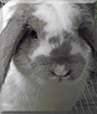 Felix the Lop Rabbit