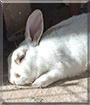 Olaf the American Rabbit mix