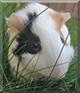 Bibi the Guinea Pig