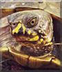 Reeses the Box Turtle