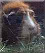Schuncky the Guinea Pig