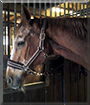 Michelle the Horse