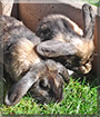 Hoppel, Freddachs the Lop Rabbits