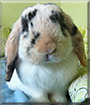 Bunia the MiniLop Rabbit
