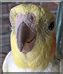 Peaches the Cockatiel