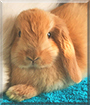 Finn the American Lop Rabbit