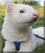 Pup the Ferret