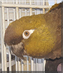 Rickeybird the Patagonian Conure