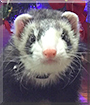 Oreo the Ferret