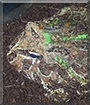 Bartleby the Argentine Horned Frog