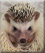 Poncho the African Pygmy Hedgehog