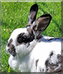 Lucy the Rabbit